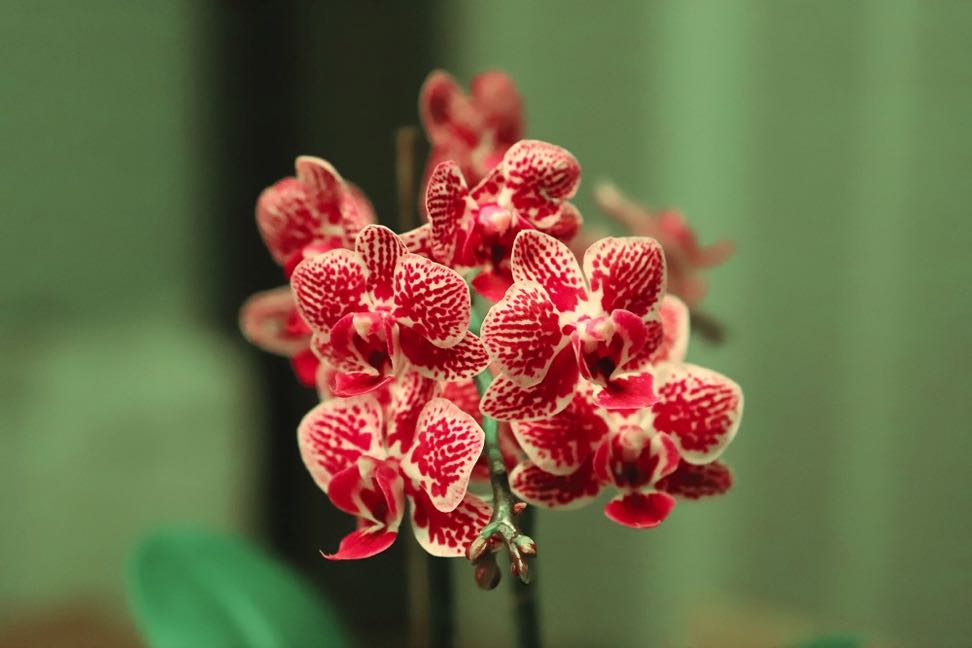 Blume